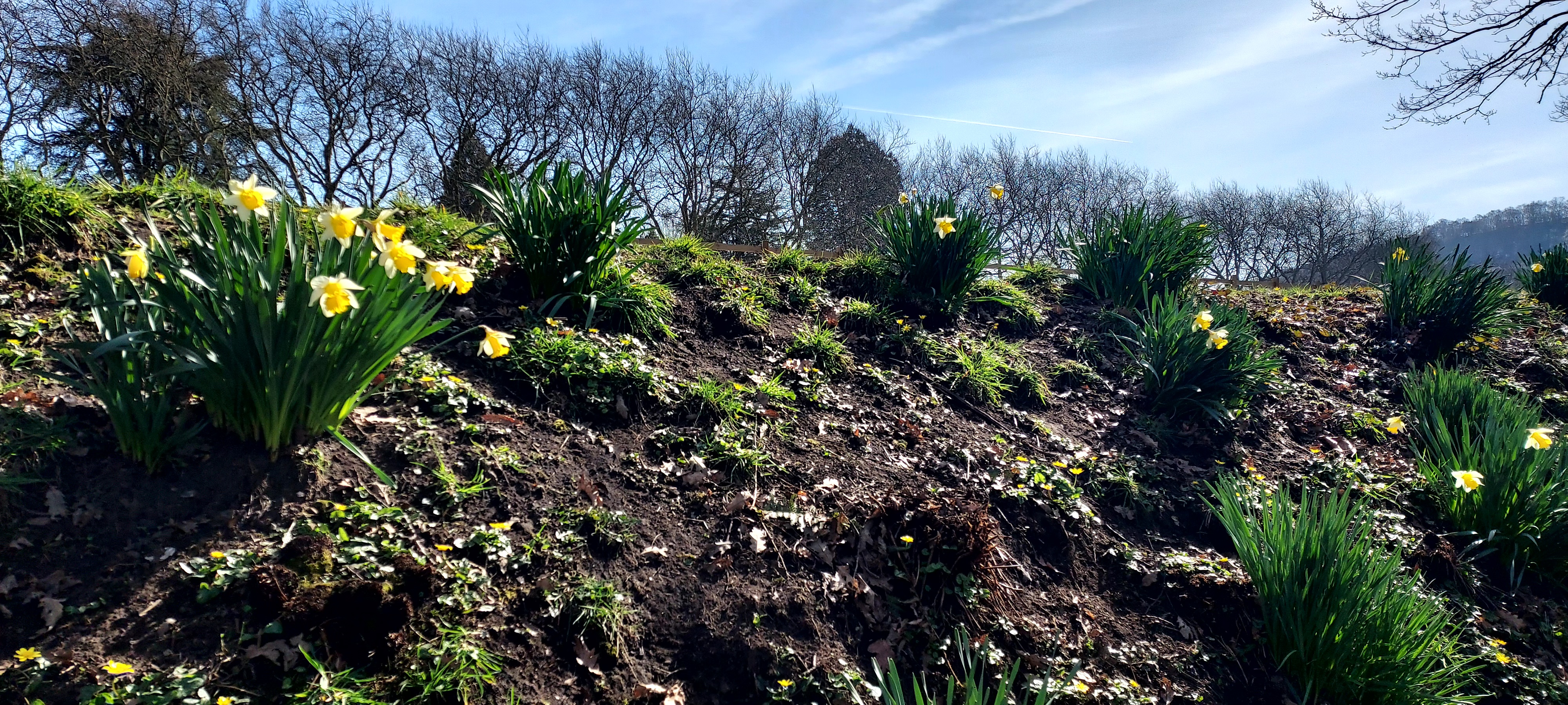 Walking Diary*Spring*
Hazy sun and cockerels herald the season