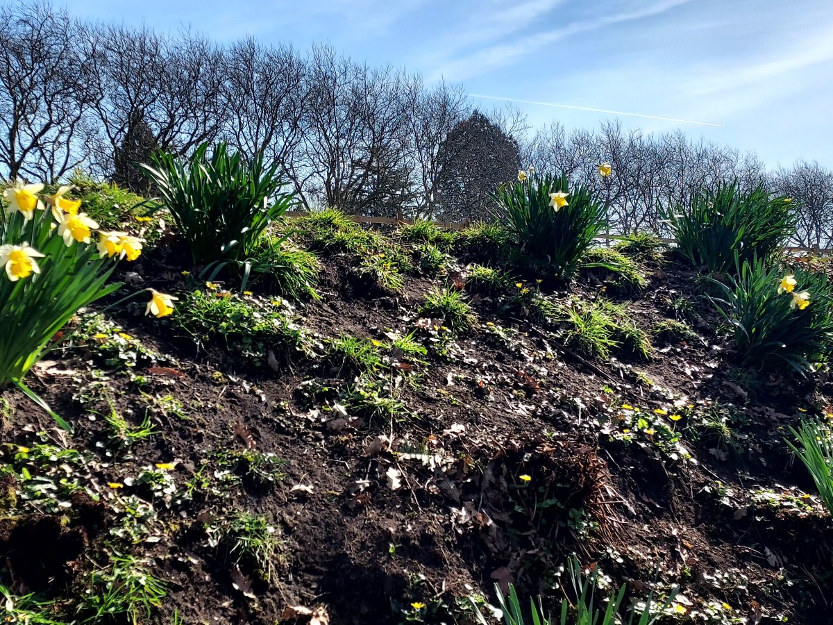 Walking Diary*Spring*
Hazy sun and cockerels herald the&nbsp;season