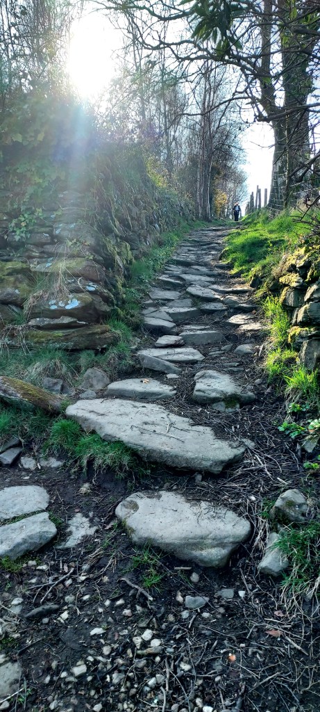 Cobbled path between drystone wall and trees