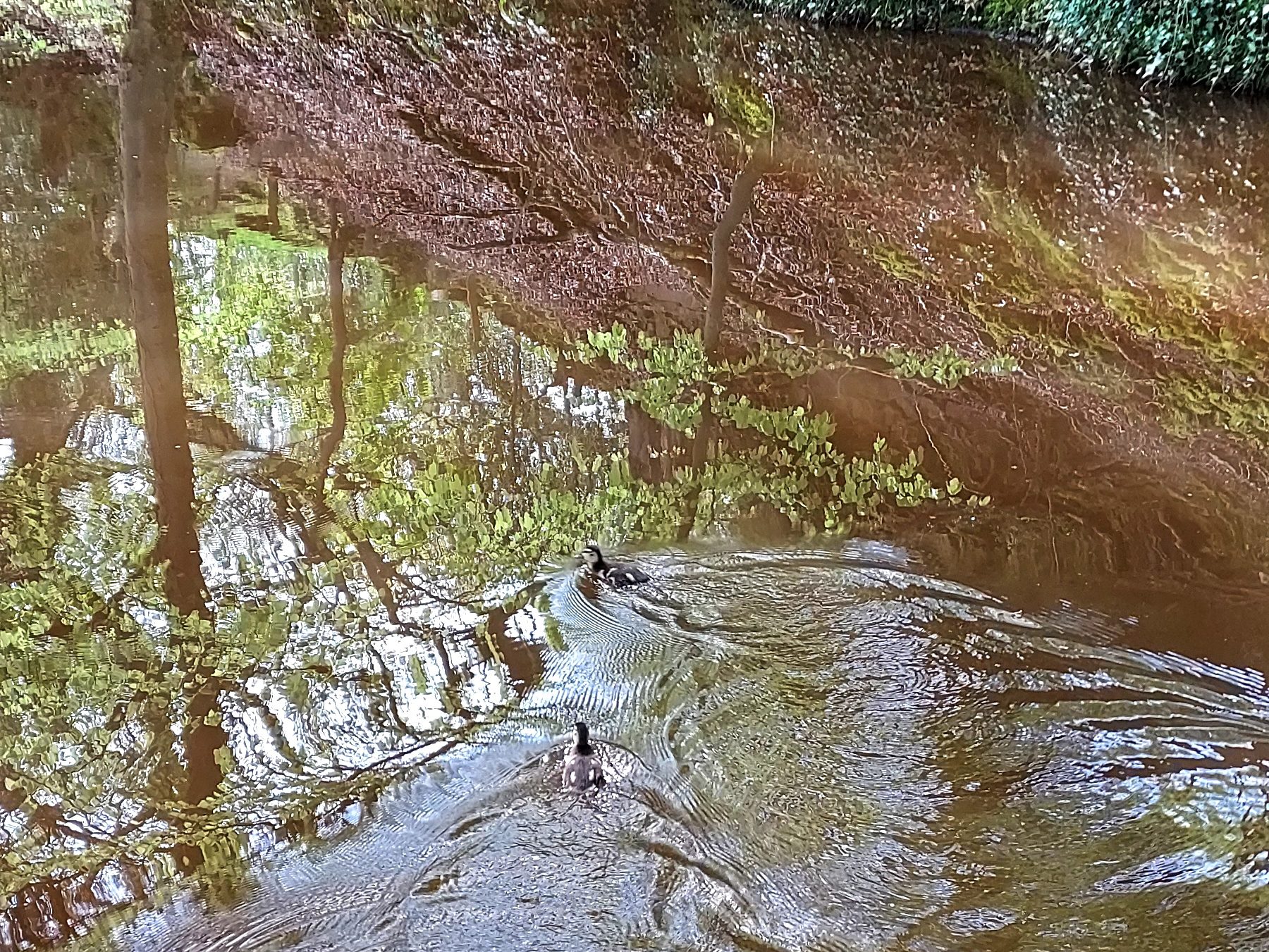 Ducklings on a canal with trees reflected in the water