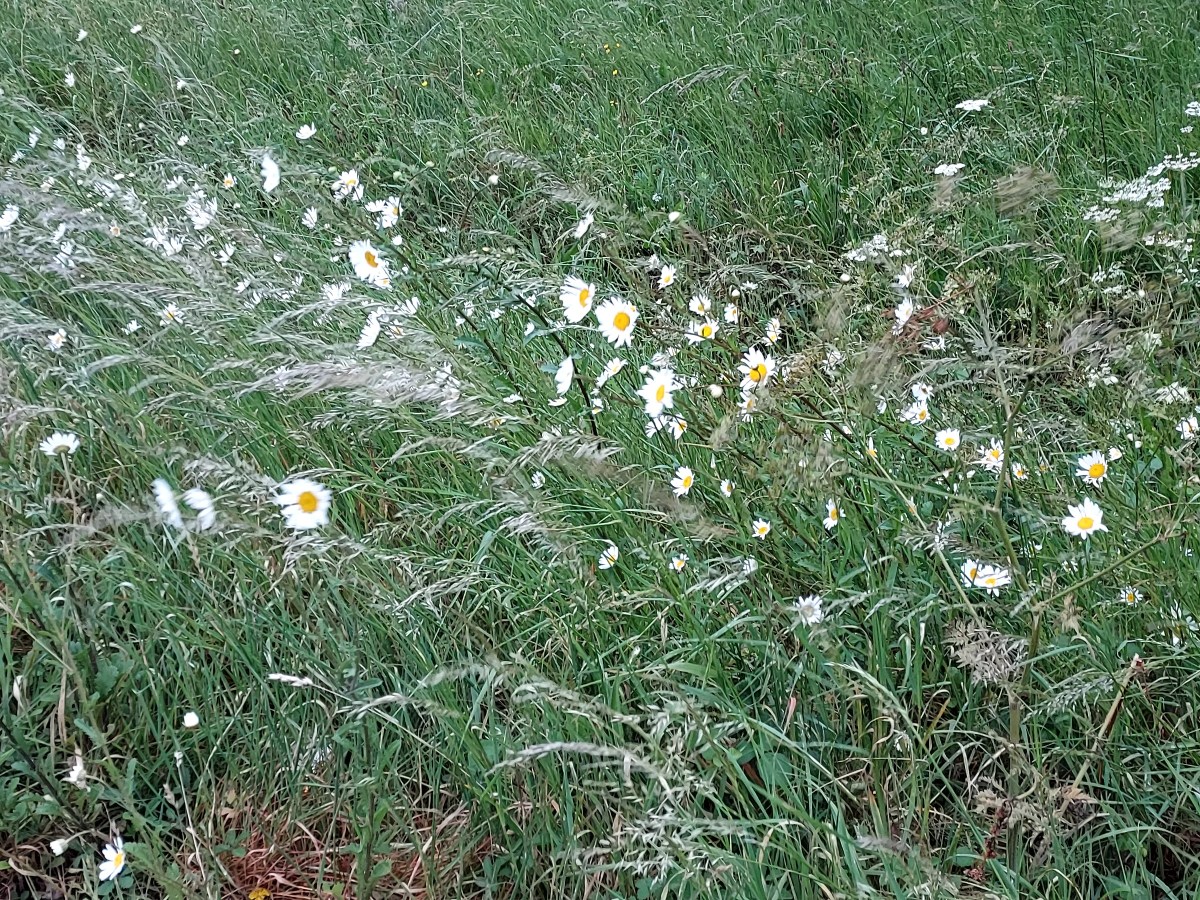 Walking Diary*Spring*Wind in white&nbsp;flowers