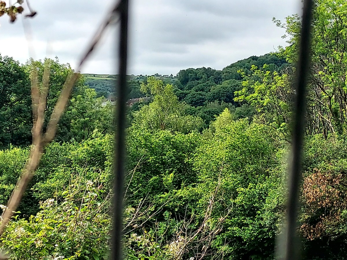 Walking Diary *Summer*Sandmartins, Swifts and secret&nbsp;pathways…