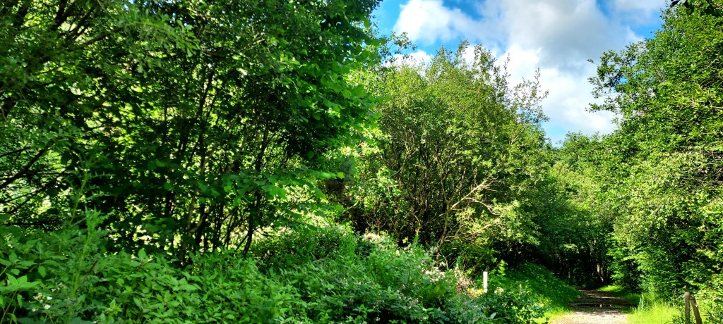 Sunlight on leafy woodland
