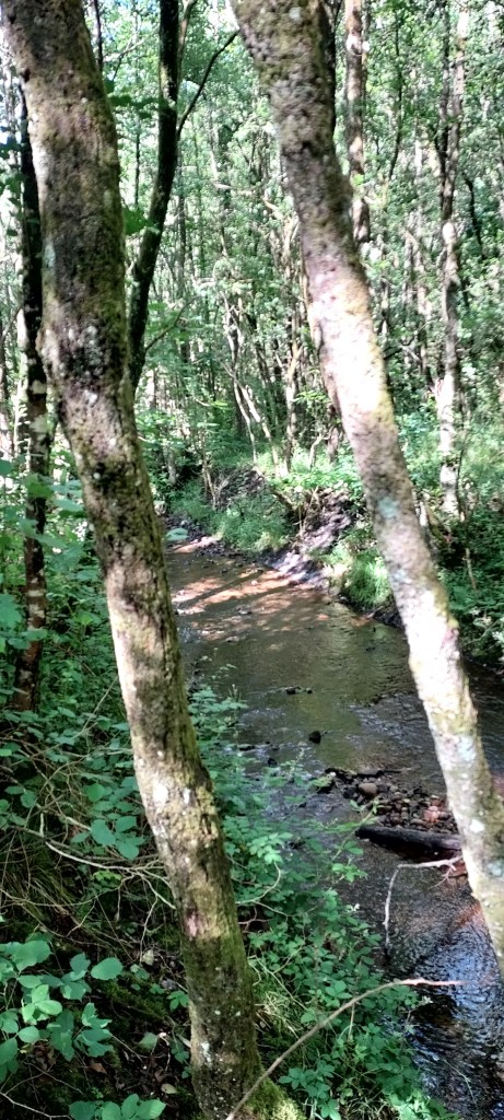 Calm sunlit stream running between trees