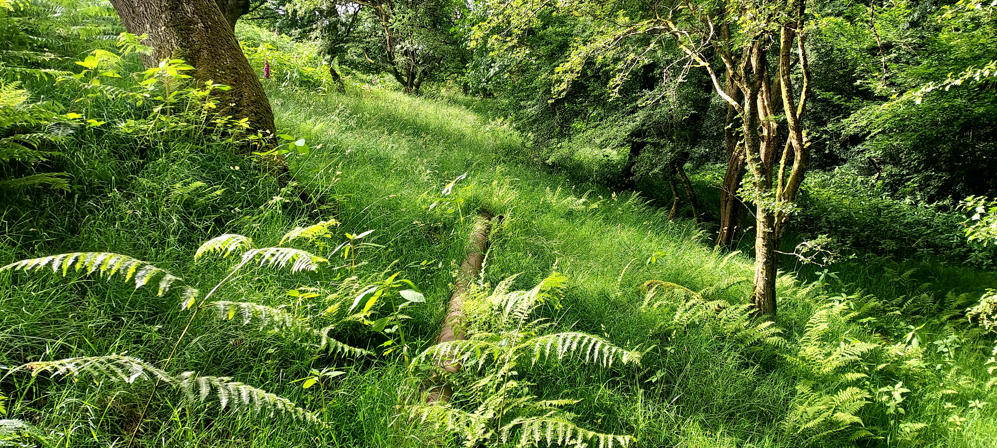 Walking Diary*Summer*
Adventure beyond the fallen oak…
