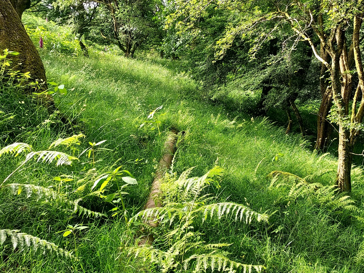 Walking Diary*Summer*
Adventure beyond the fallen&nbsp;oak…