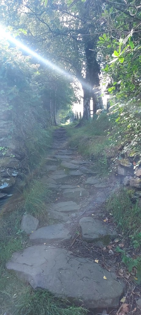 Sunlit path through the trees across Graig mountain