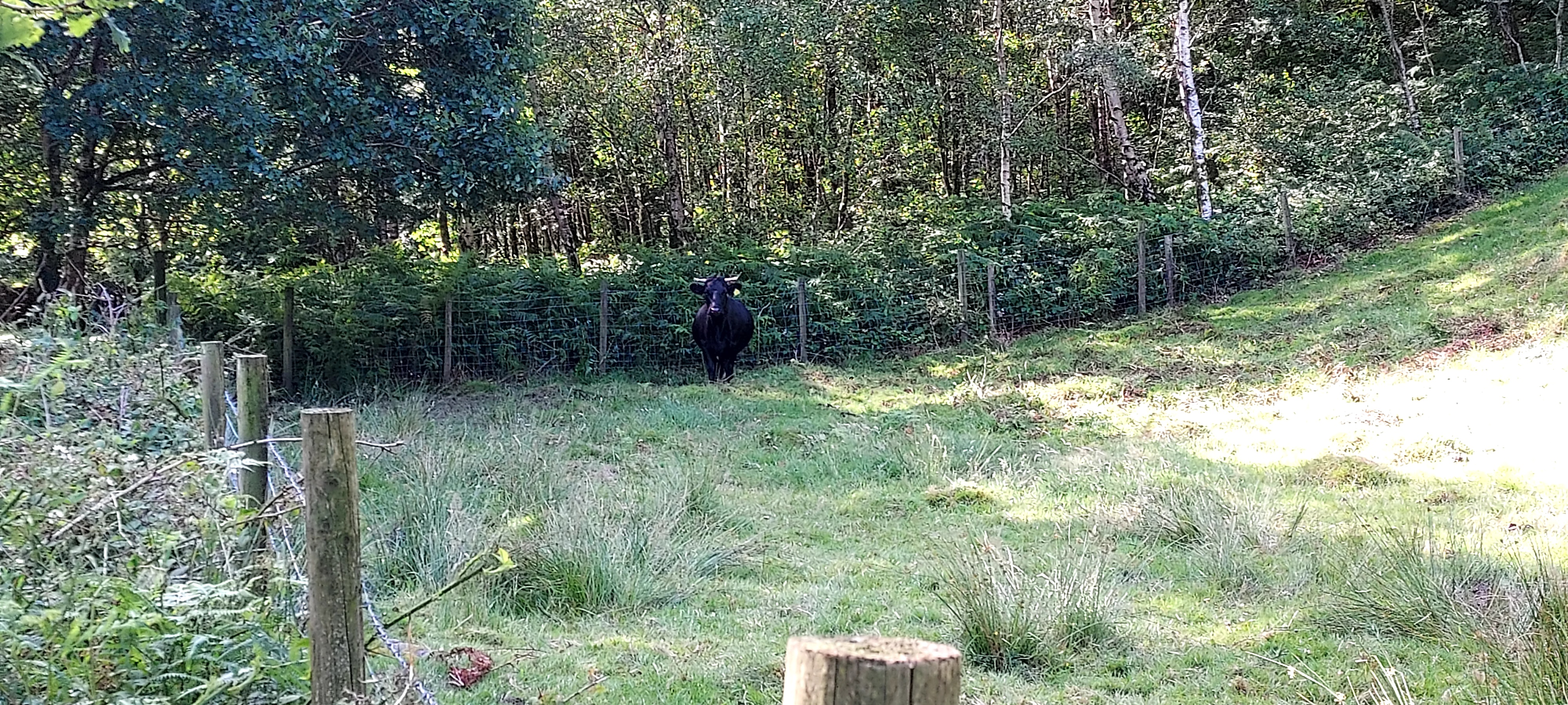 Calf watching suspiciously from corner of field