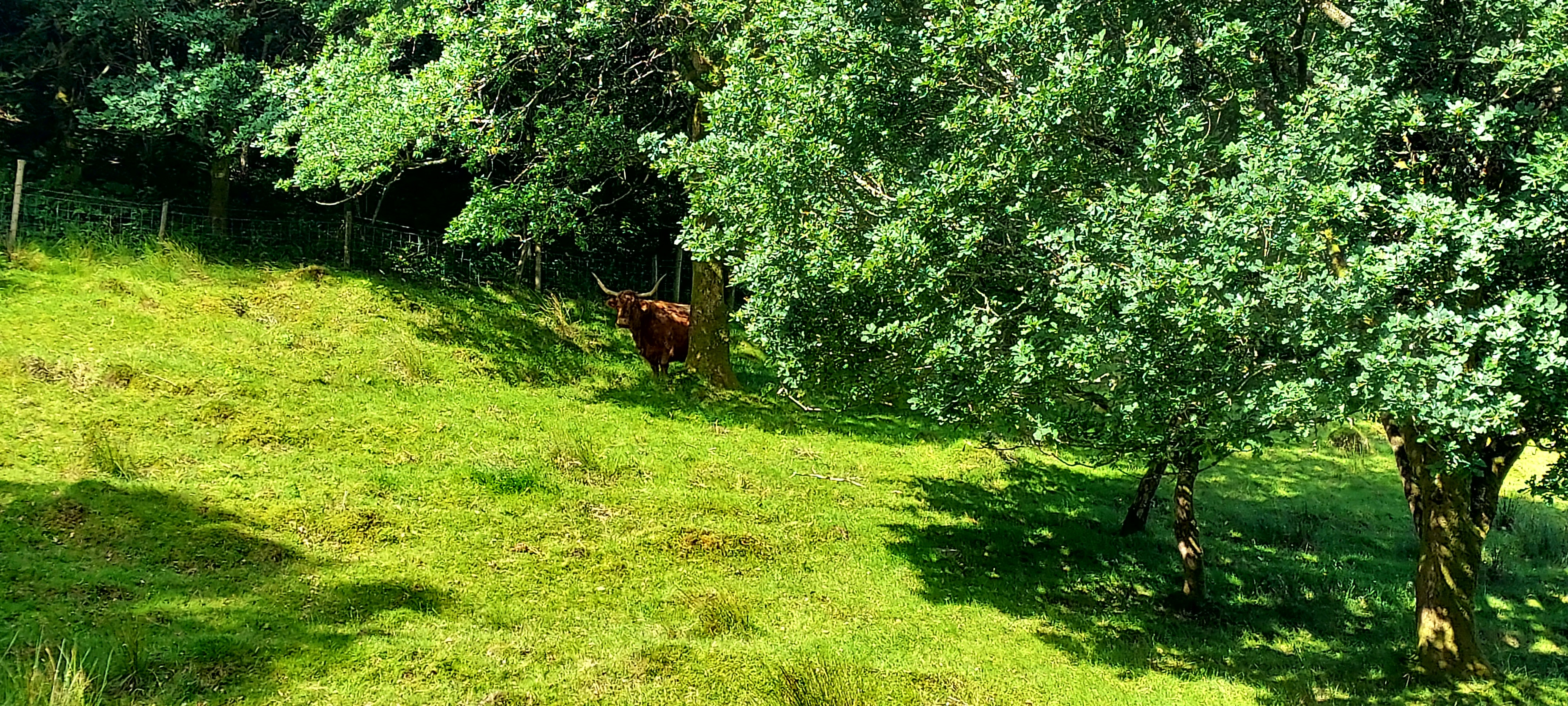 Highland cow under a tree