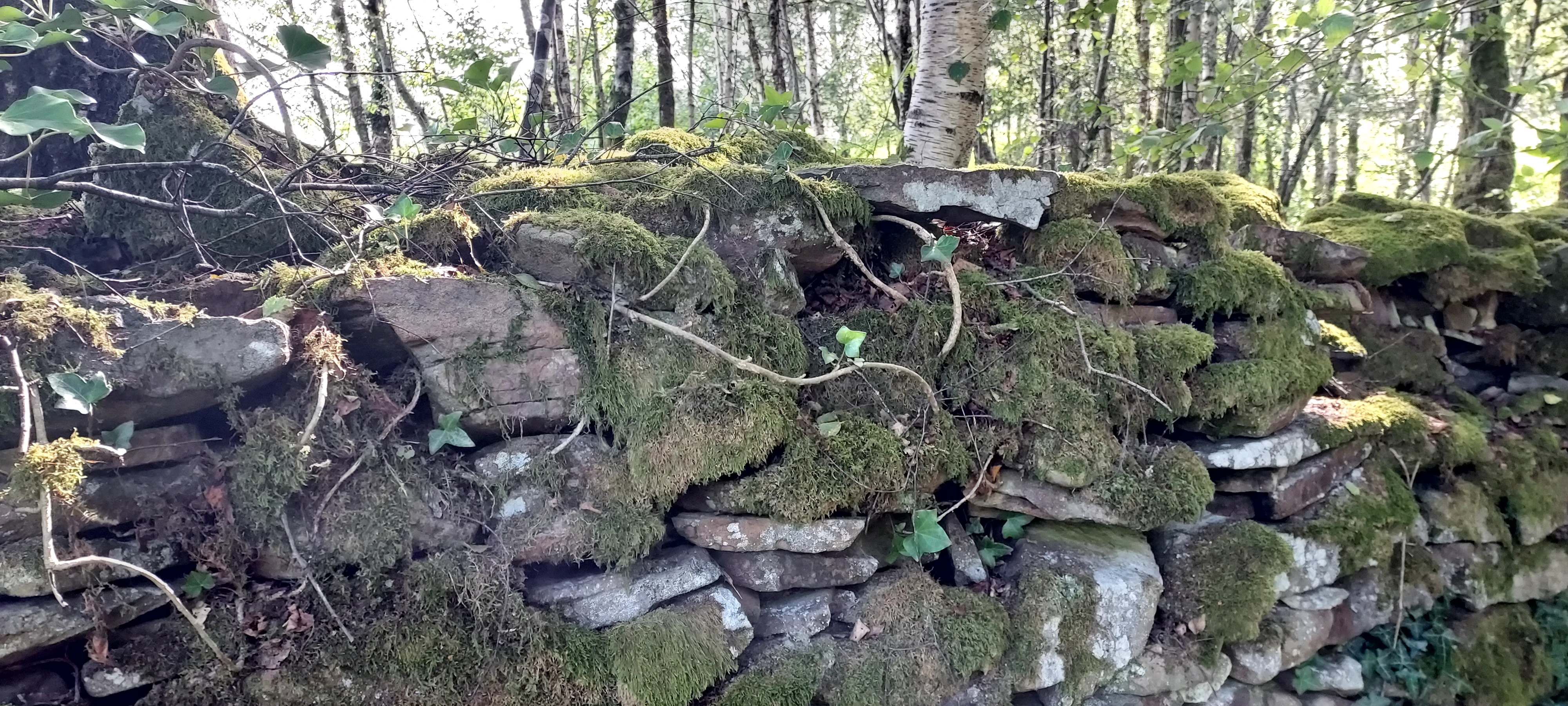 Moss covered stone wall with birch trees beyond