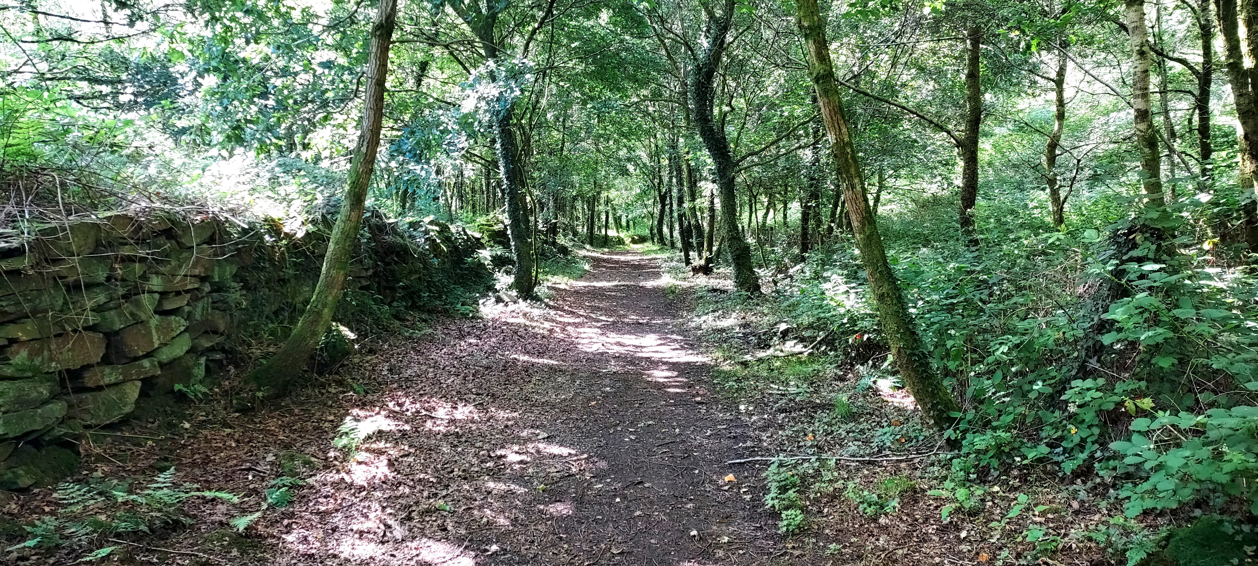 Sun dappled woodland path