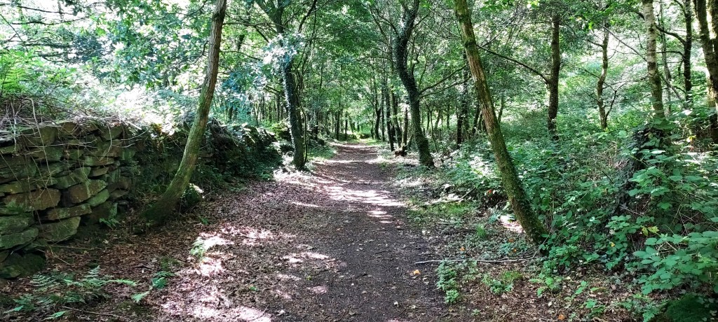 Sun dappled woodland path
