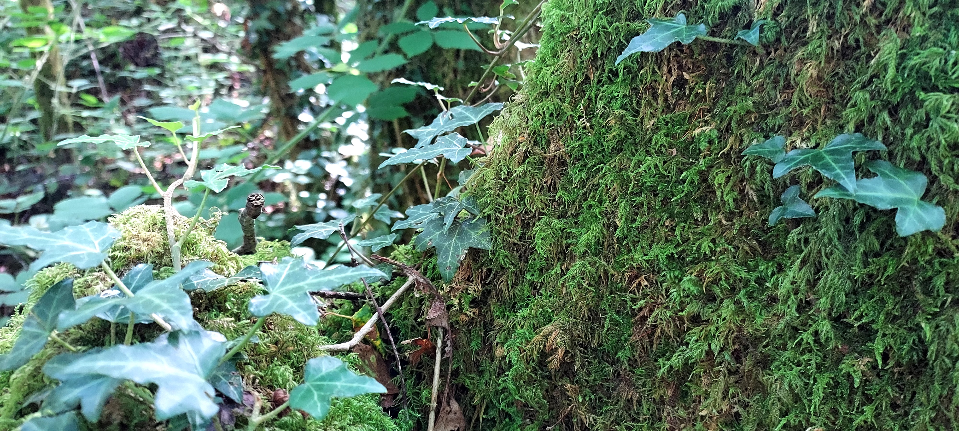 Mossy tree trunk and sun drenched ivy
