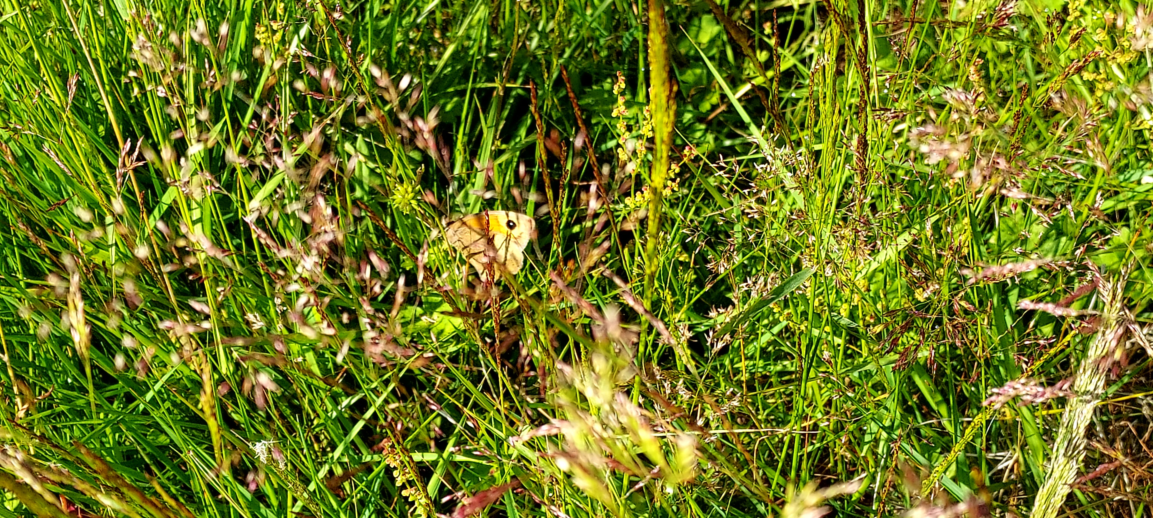 Butterfly resting in sunshine and long grasses