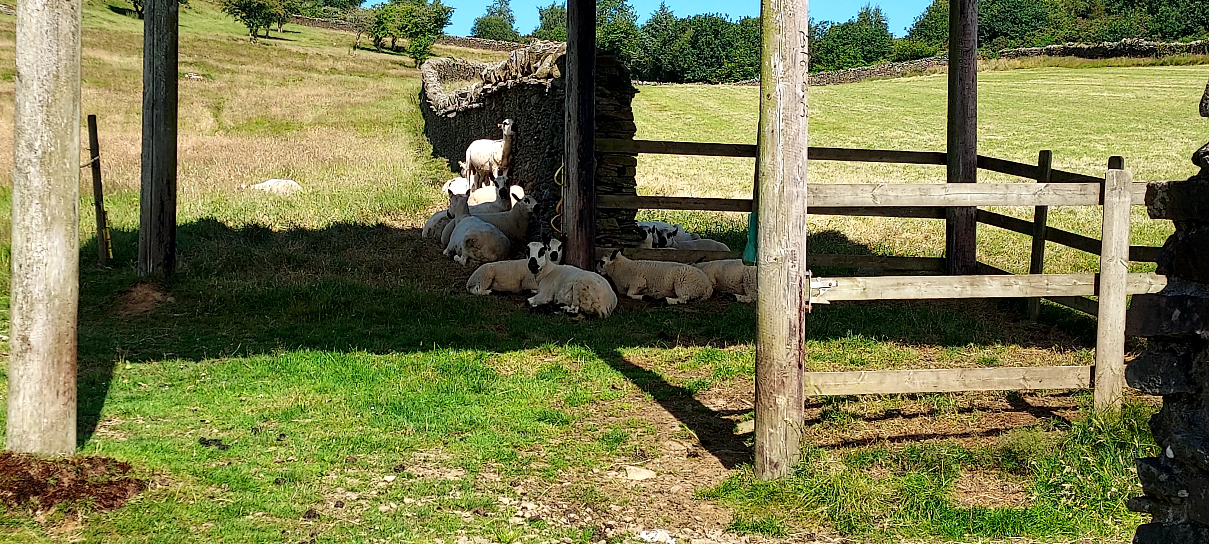 Sheep sheltering from the sun against stone wall and under wooden shelter