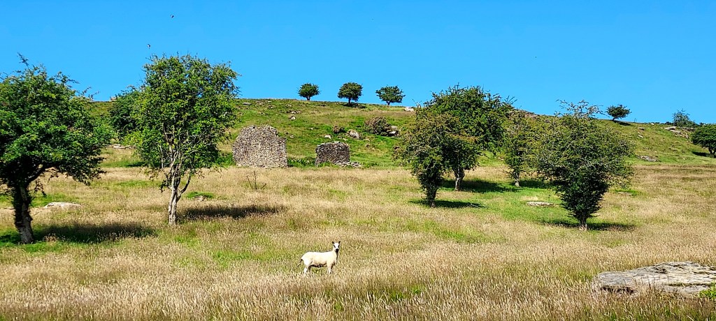 Lone sheep in the sun against a backdrop of tumble down stone building, rocky hilltop, trees and blue sky