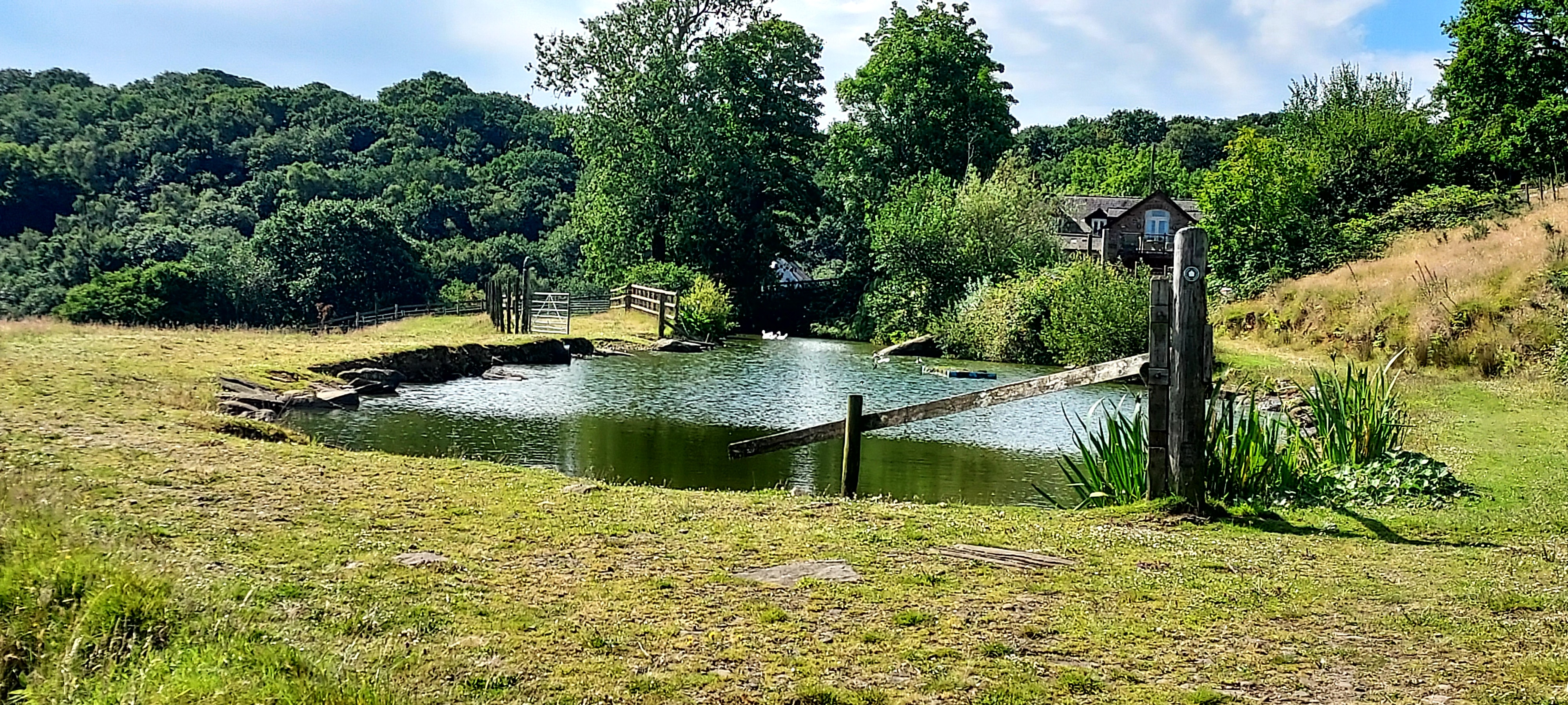idyllic pond surrounded by open grassland with trees beyond and sun reflecting on water