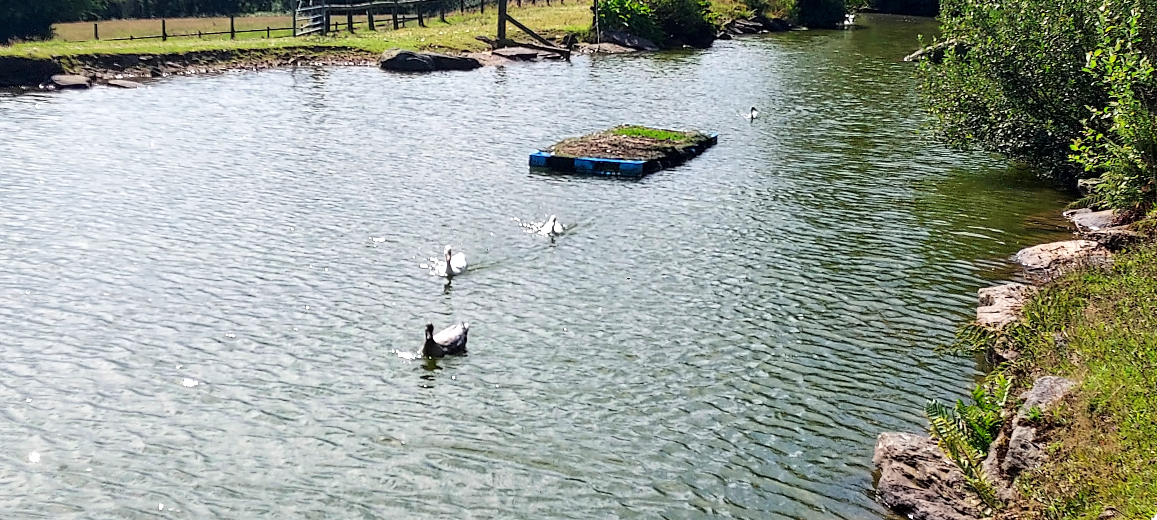 Geese swimming in idyllic pond with sunlight reflected on water