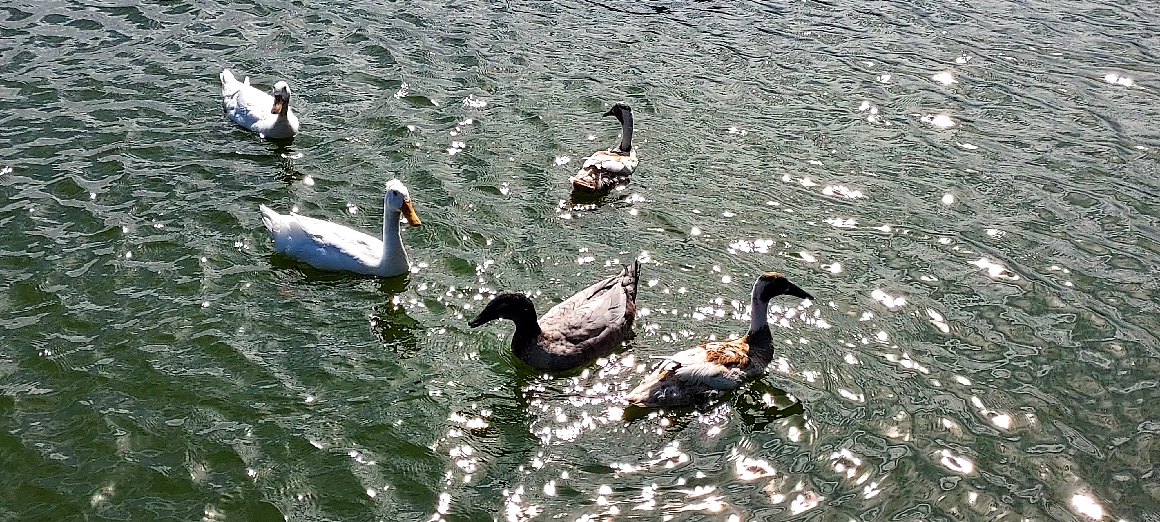 Geese swimming in idyllic pond with sunlight reflected on water
