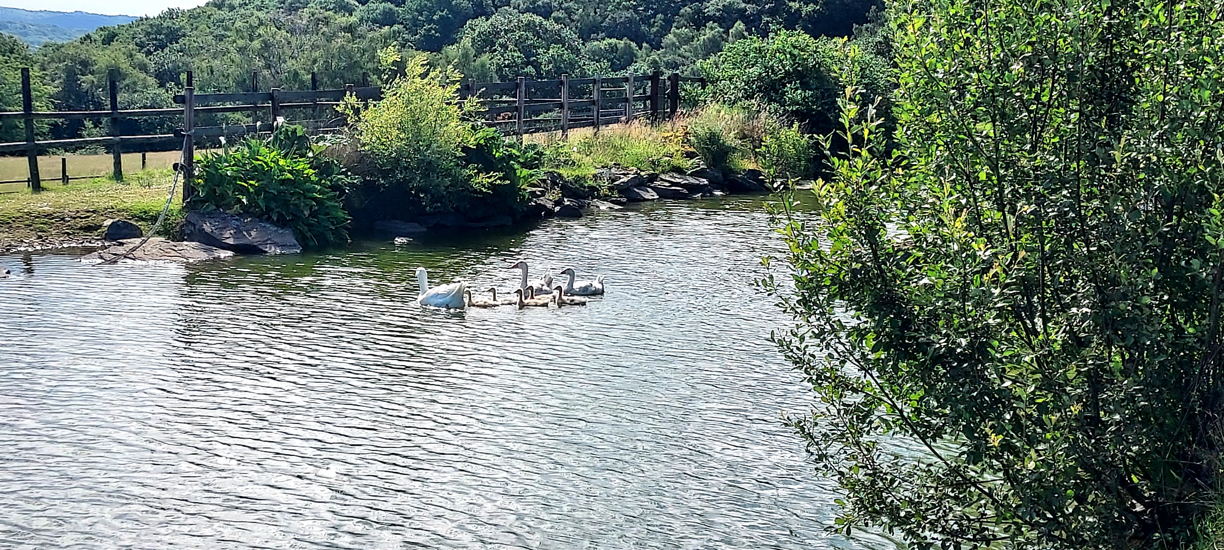 Swans and signets in idyllic pond with sun reflecting on the water