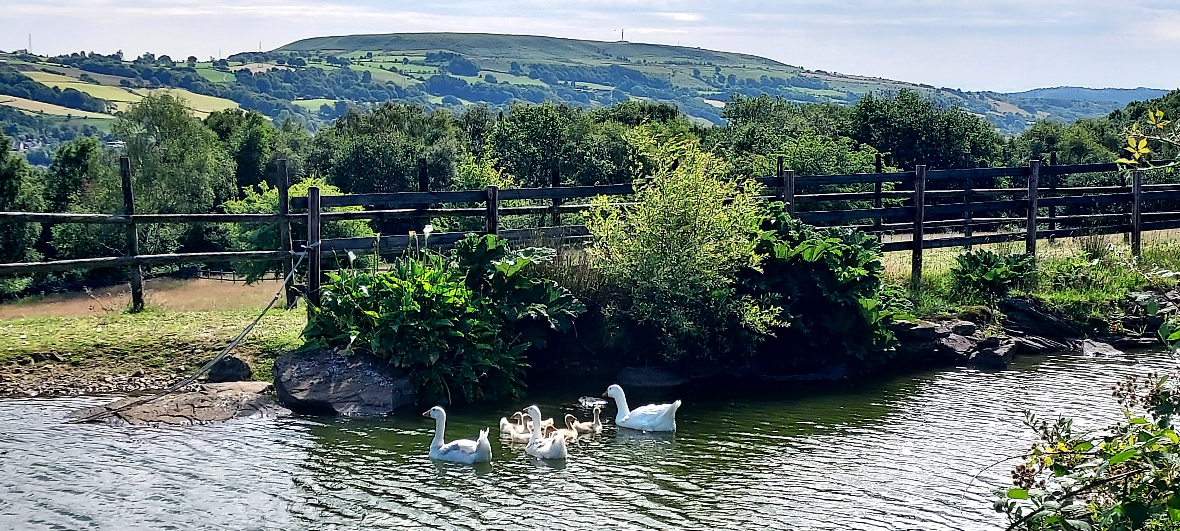 Swans and signets in idyllic pond with view of the hills beyond 