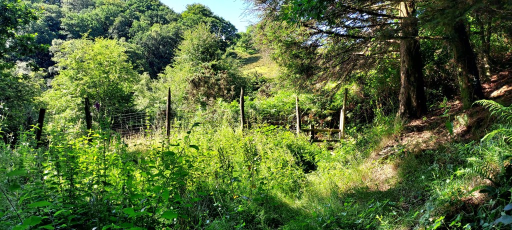 Overgrown track towards hidden stile