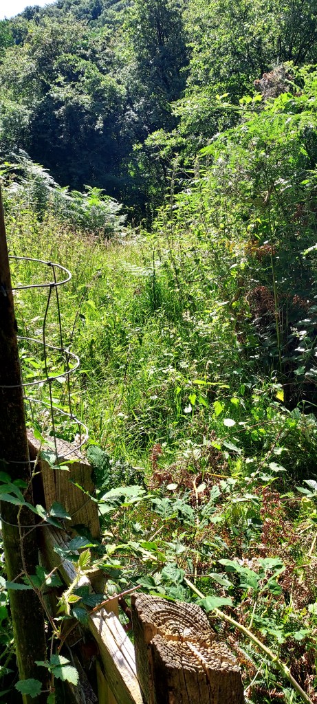 Overgrown footpath with ferns, brambles and nettles