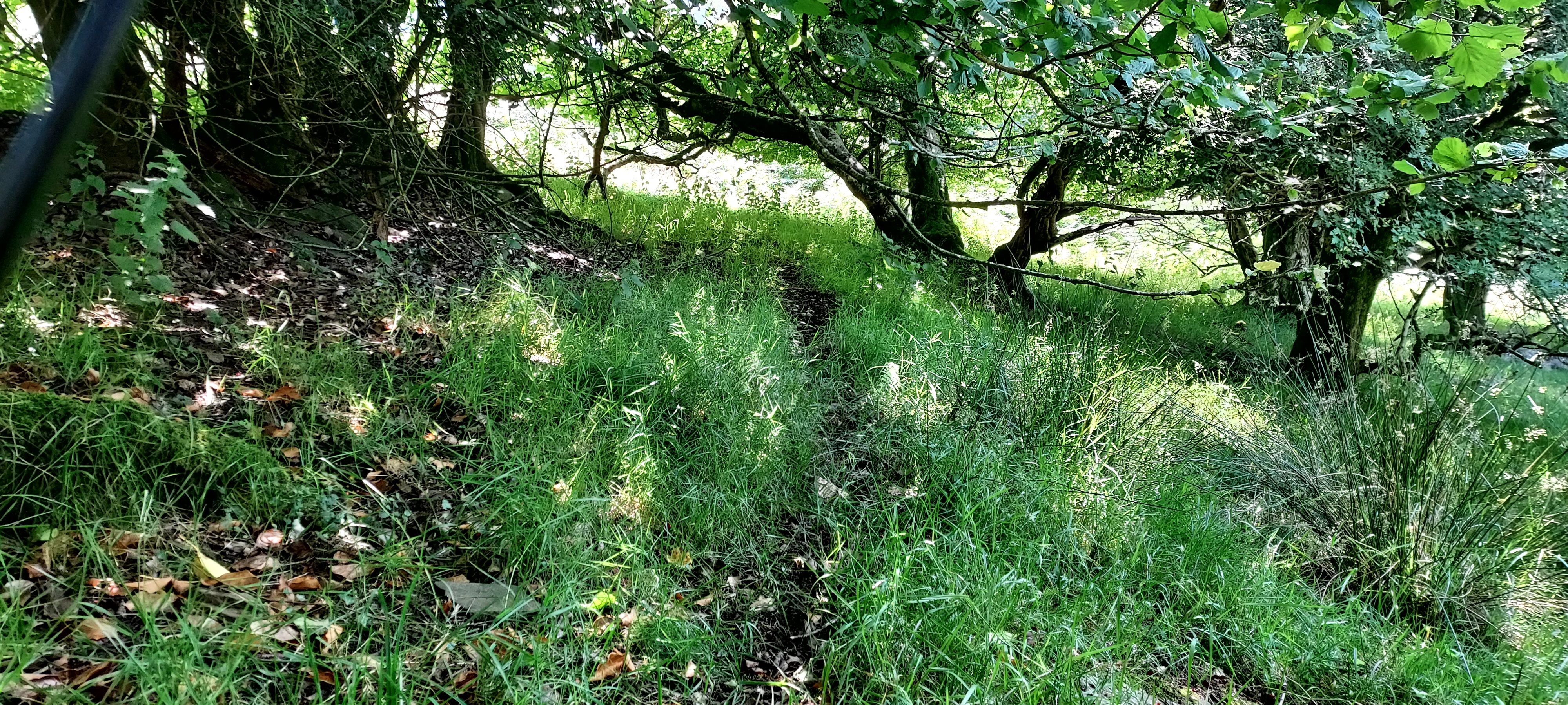 Track underneath low tree branches