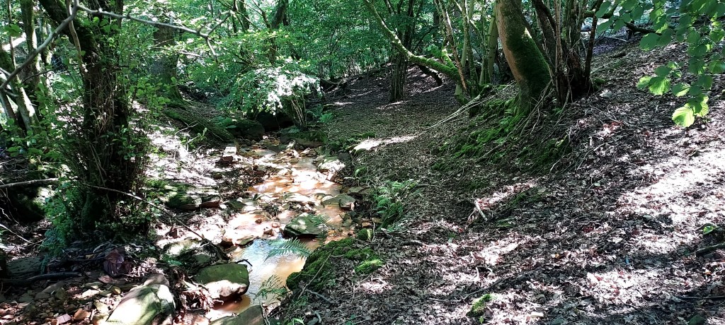 Sunlit steam wending through the forest