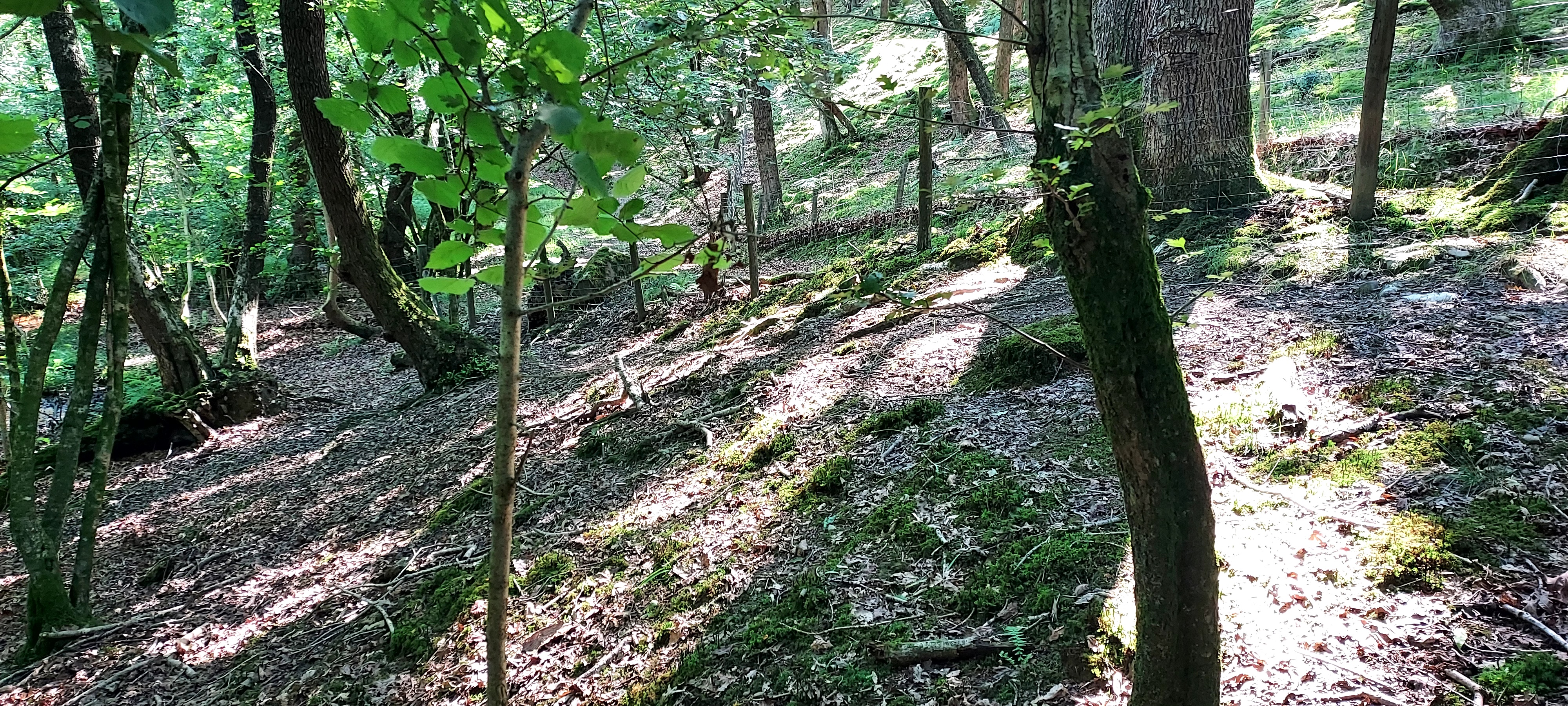 Barbed wire fence ahead in woodland