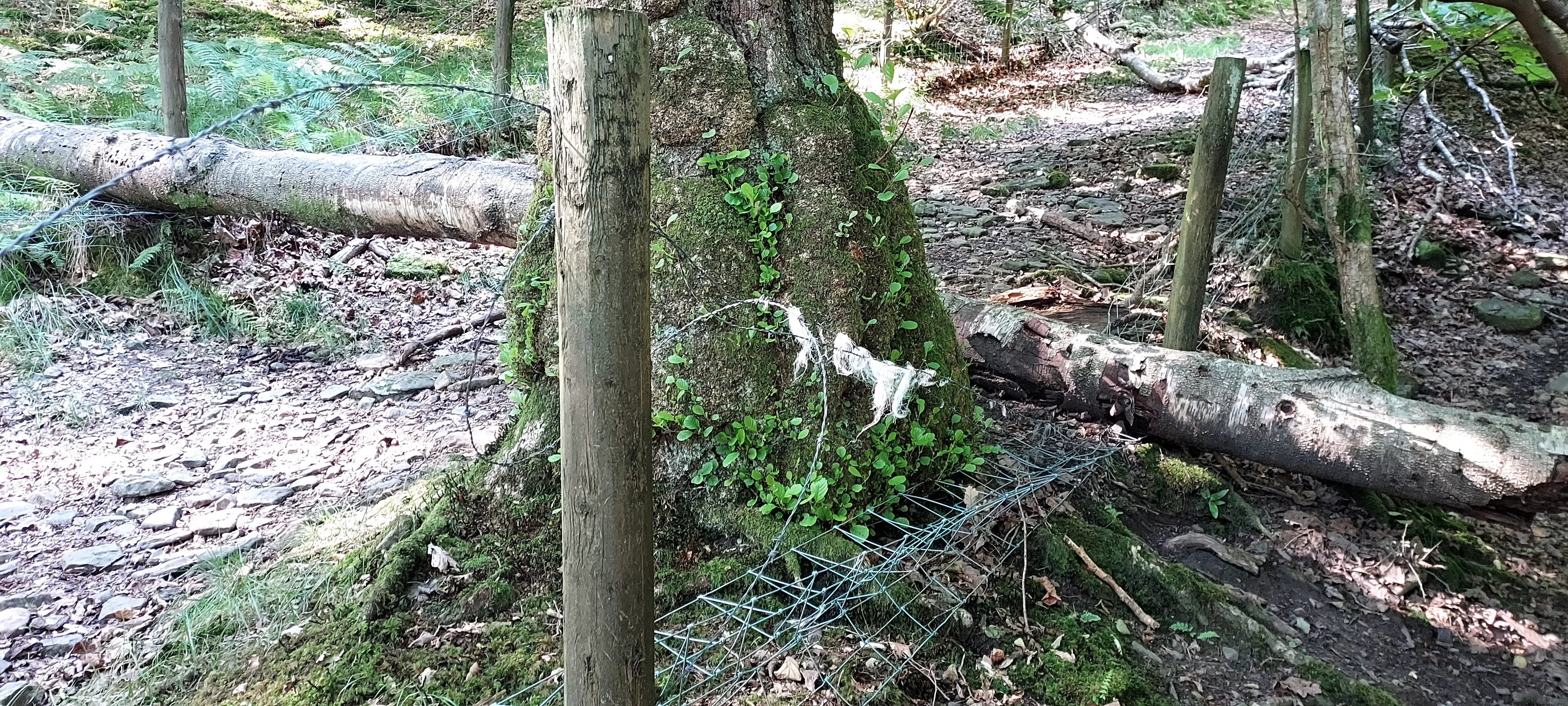 Fallen tree bridging a barbed wire fence