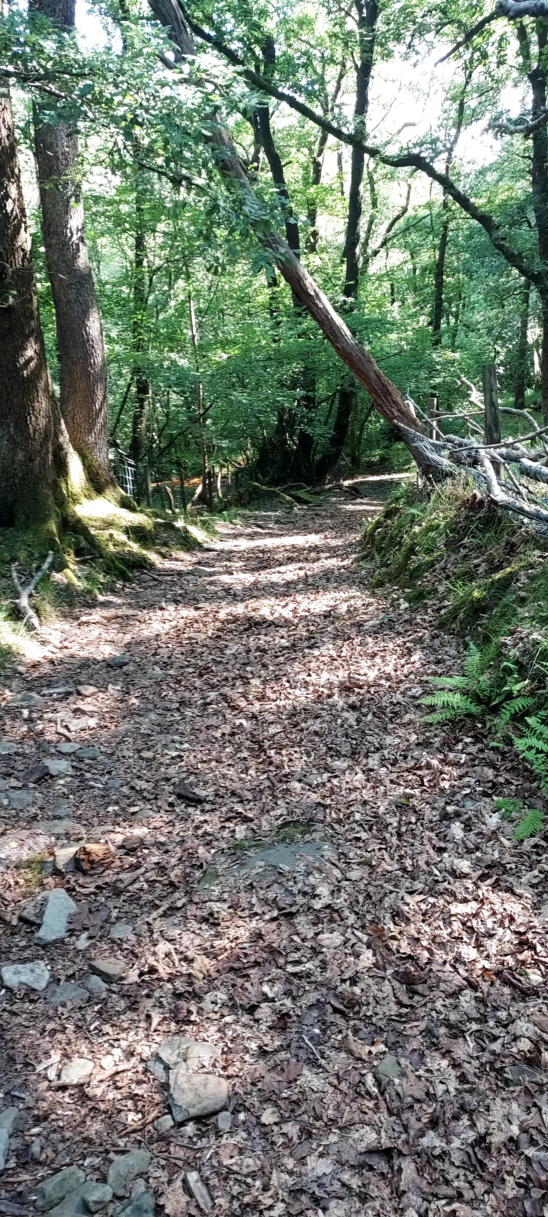 Sunlit pathway through the woodland
