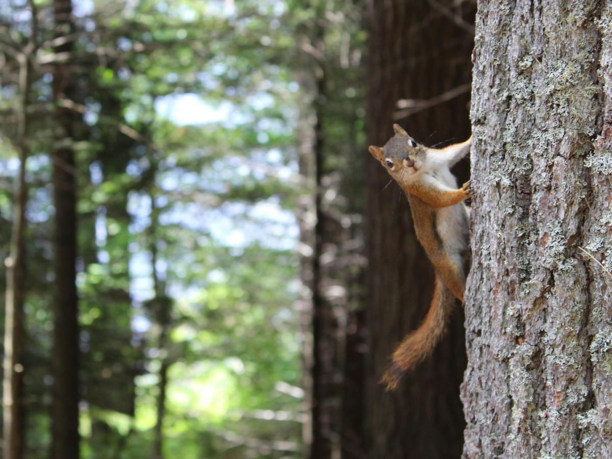 Two bats and a squirrel – The birth of an ADHD walking&nbsp;diary