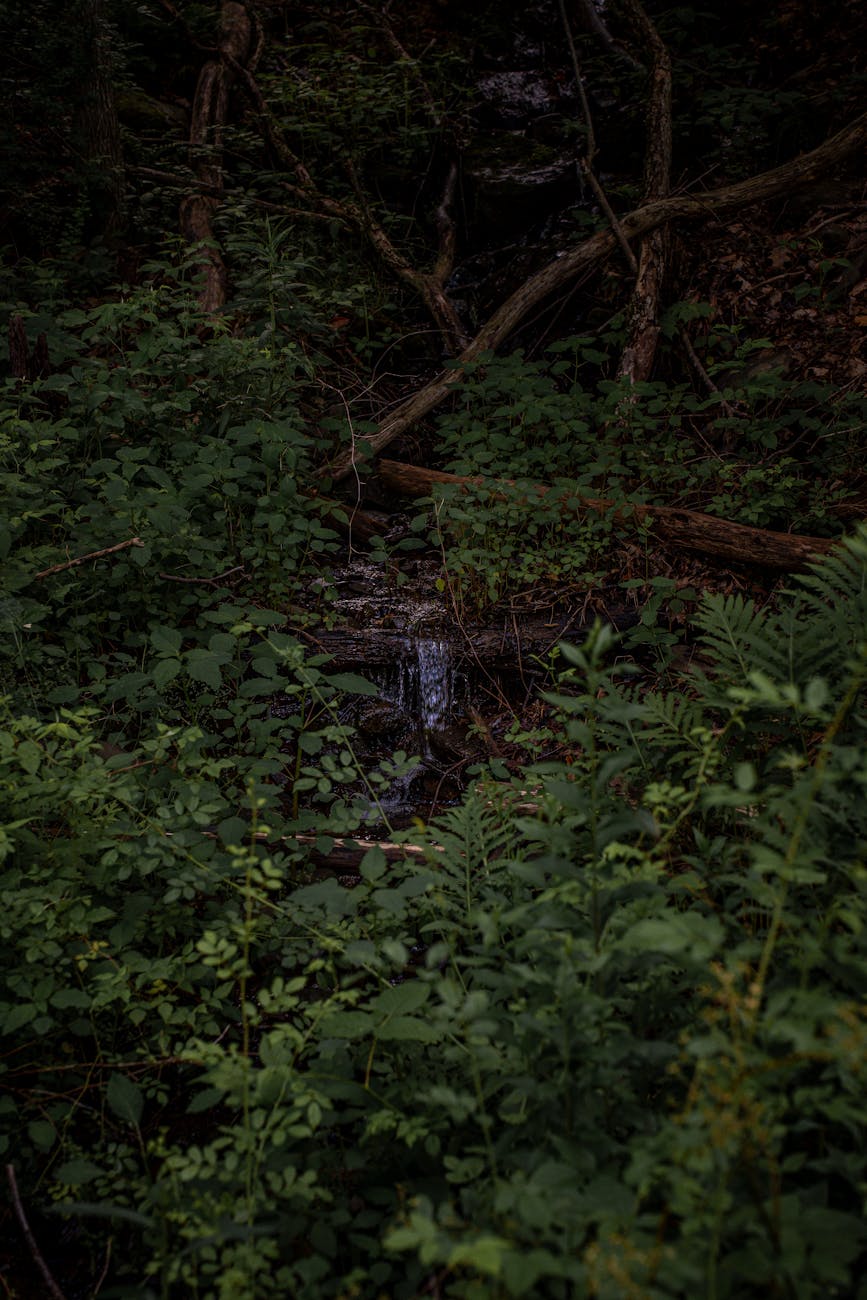 Narrow stream wending its way through overgrown forest