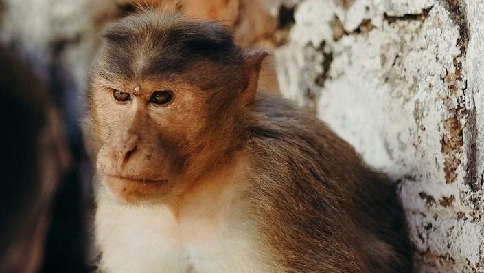 Disgruntled grumpy looking monkey