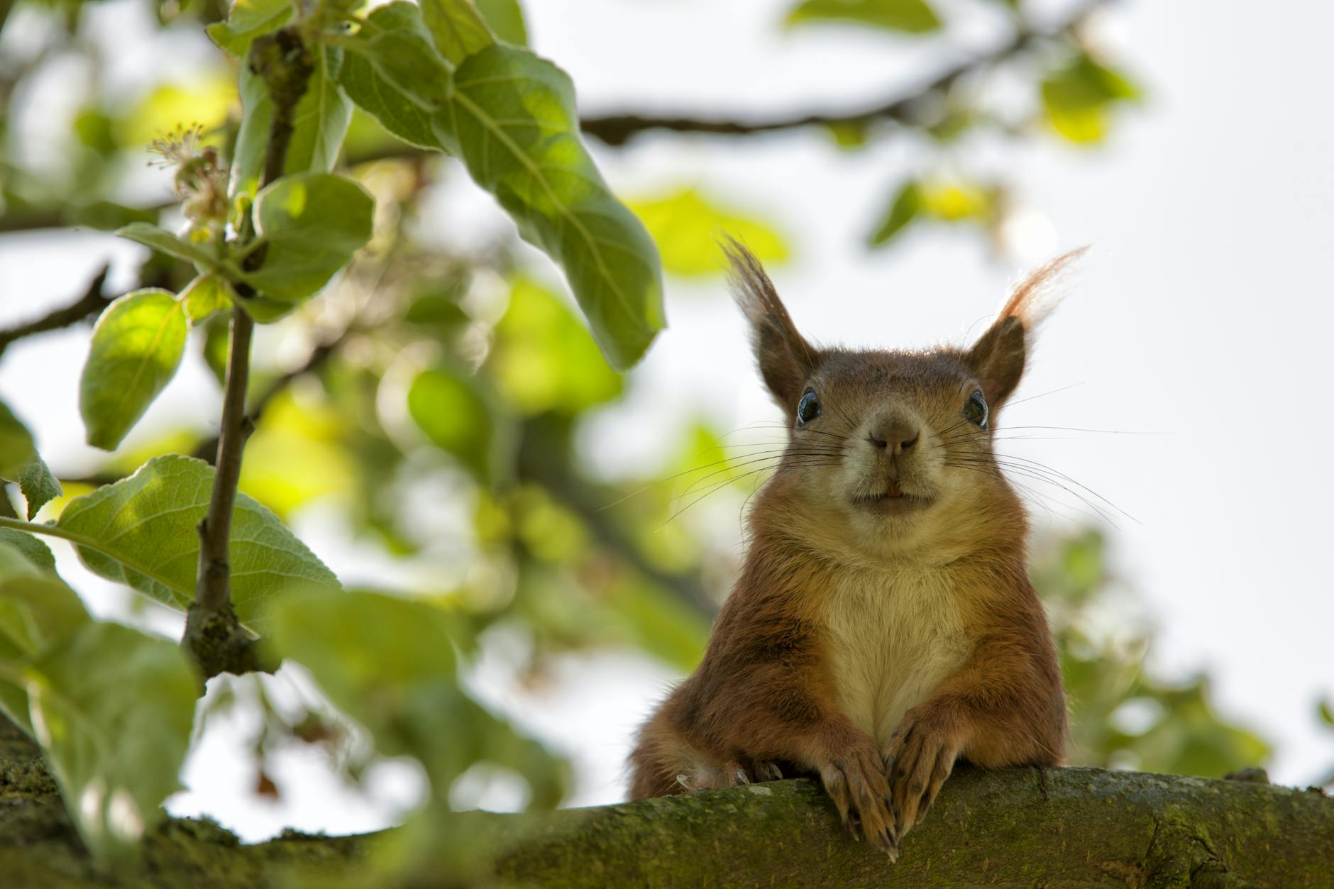 Surprised looking squirrel on a branch