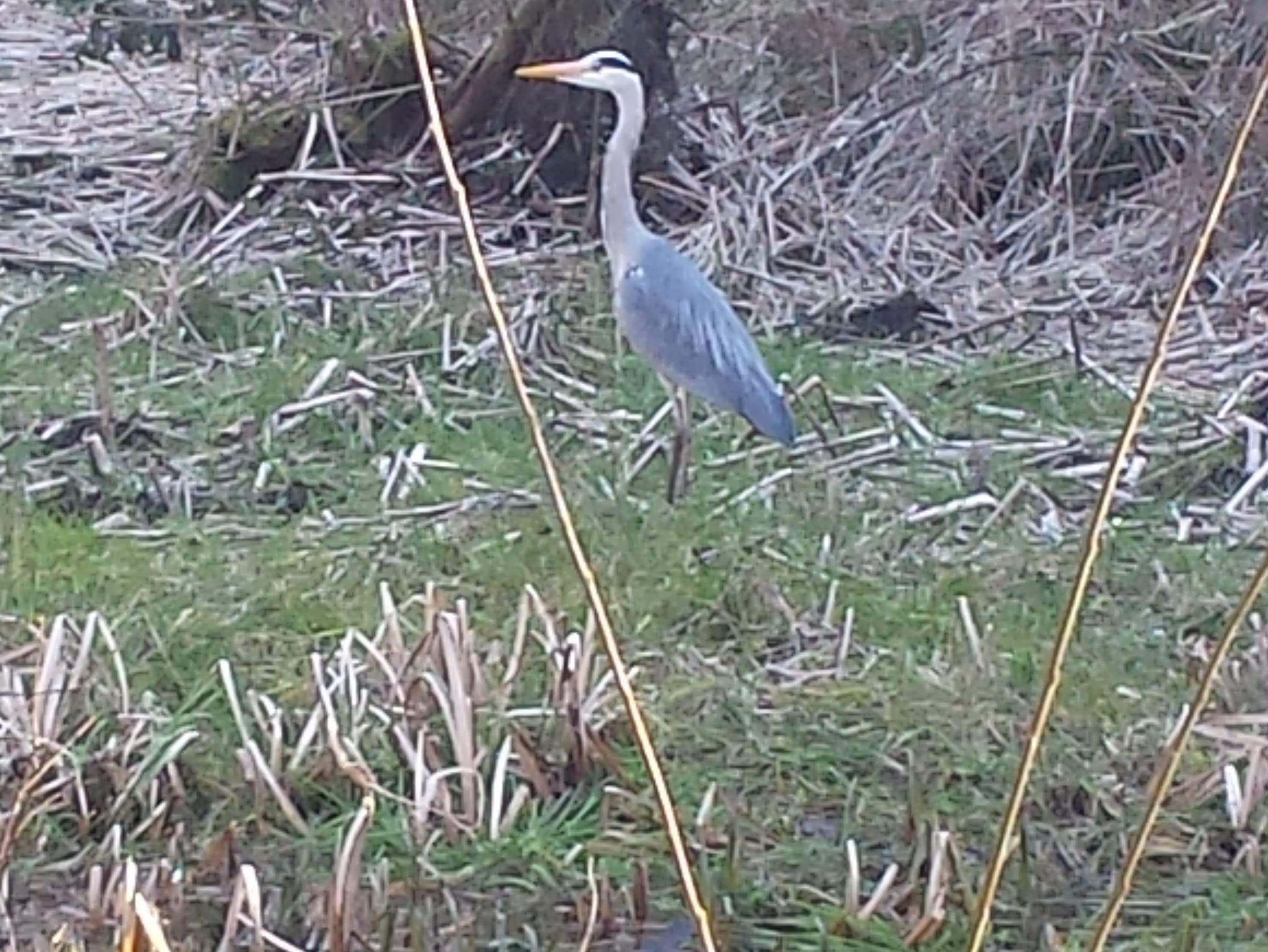 Heron amongst reeds