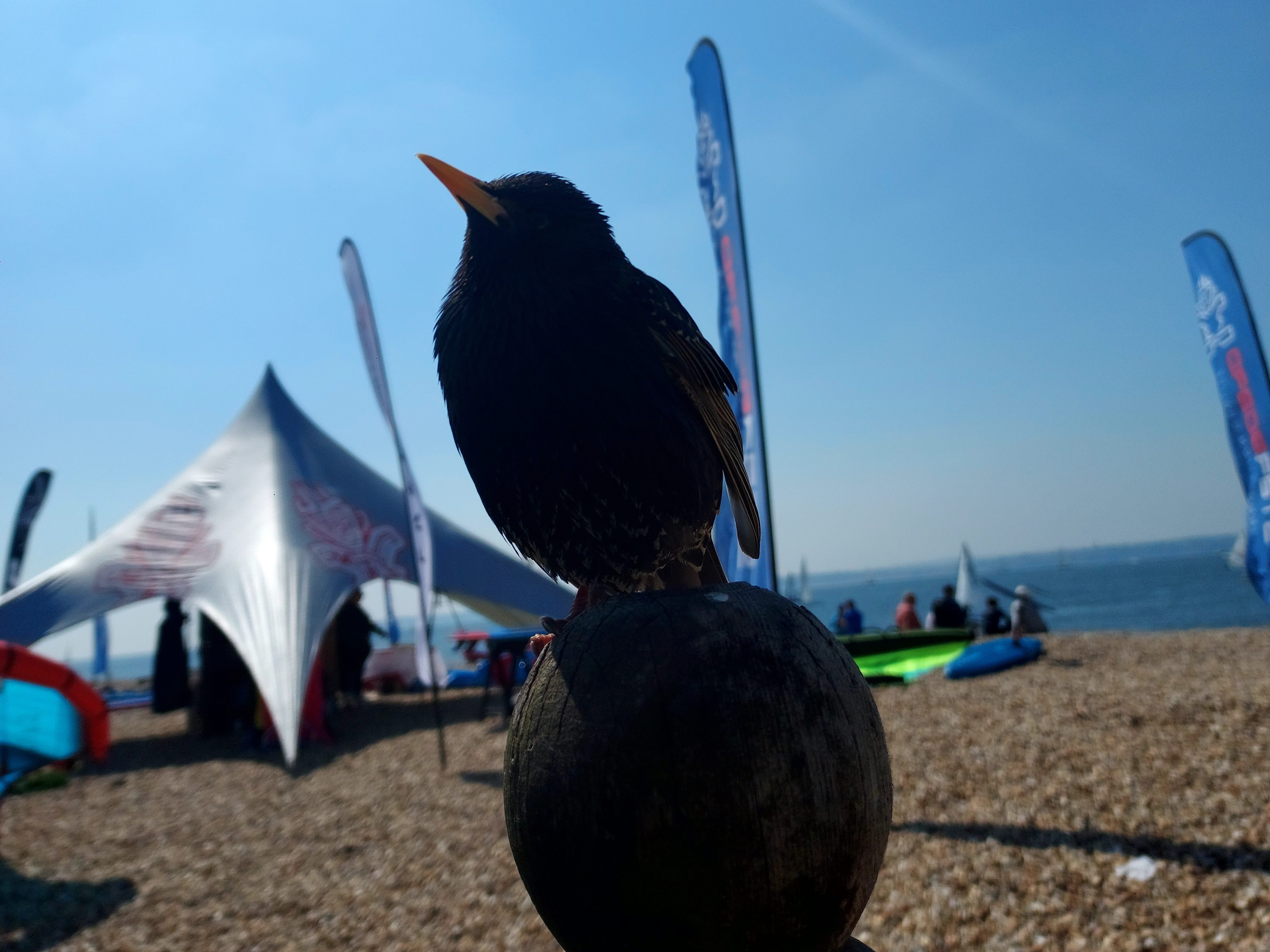 Blackbird silhouetted on a post with sea beyond