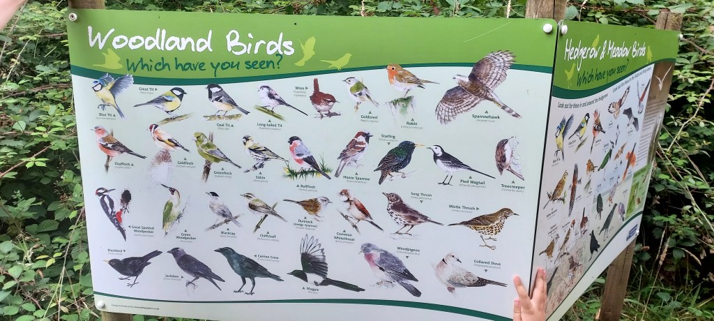 Woodland bird identification poster
