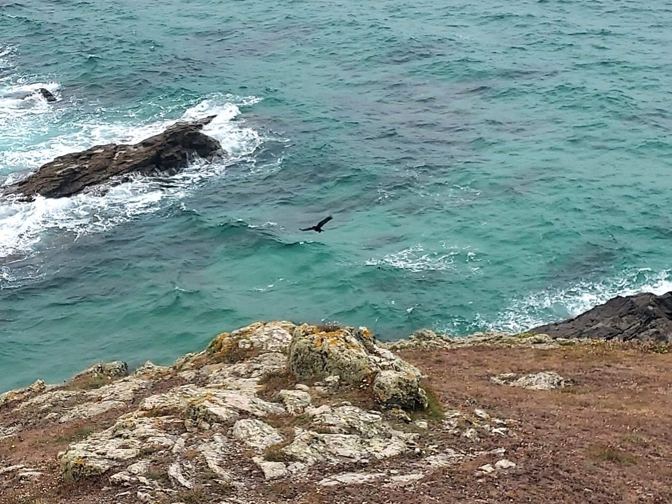 Chough flying in the wind from a craggy outcrop cliff at Caerthillian cove, Cornwall