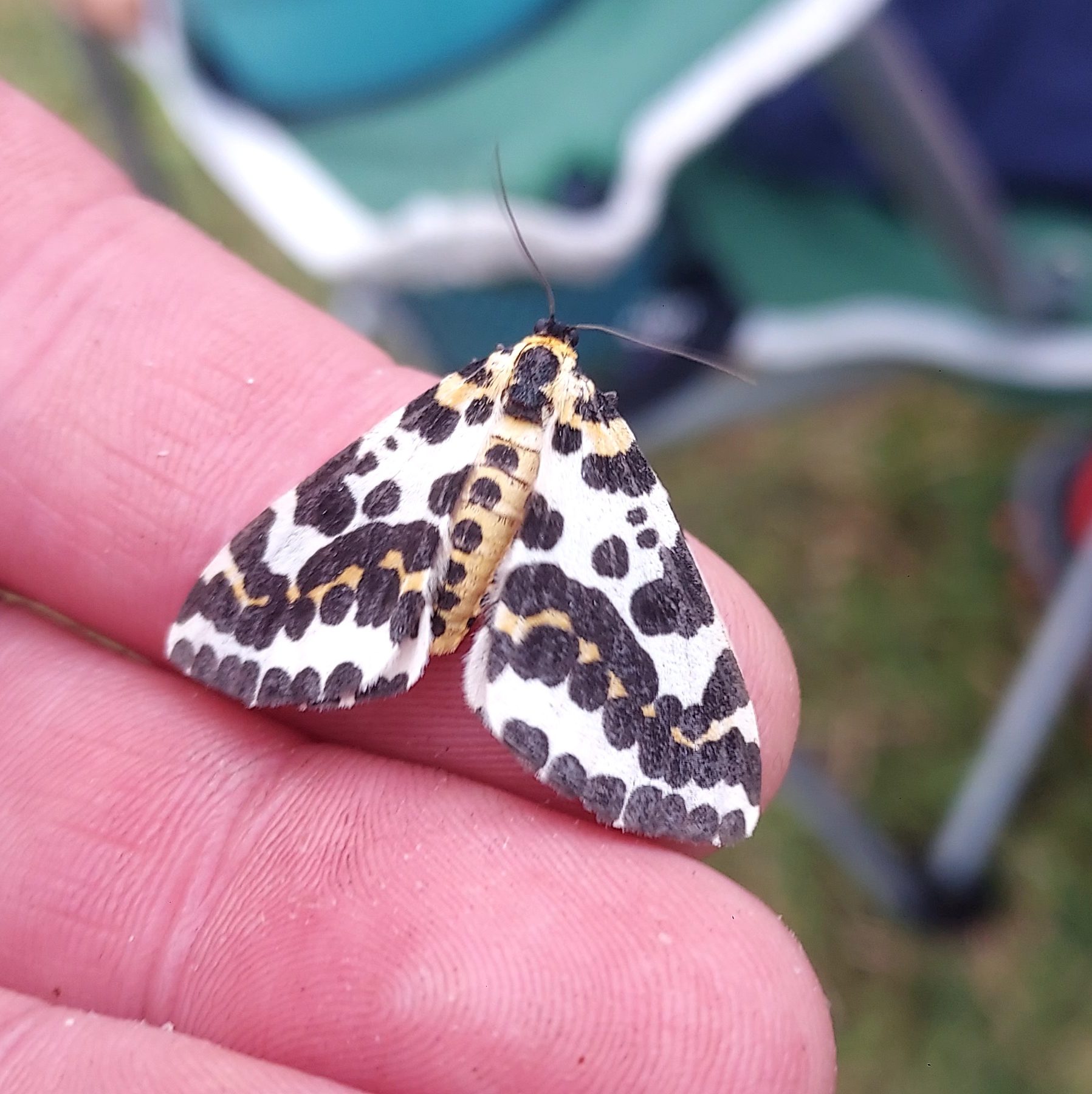 Butterfly or moth on a fingertip