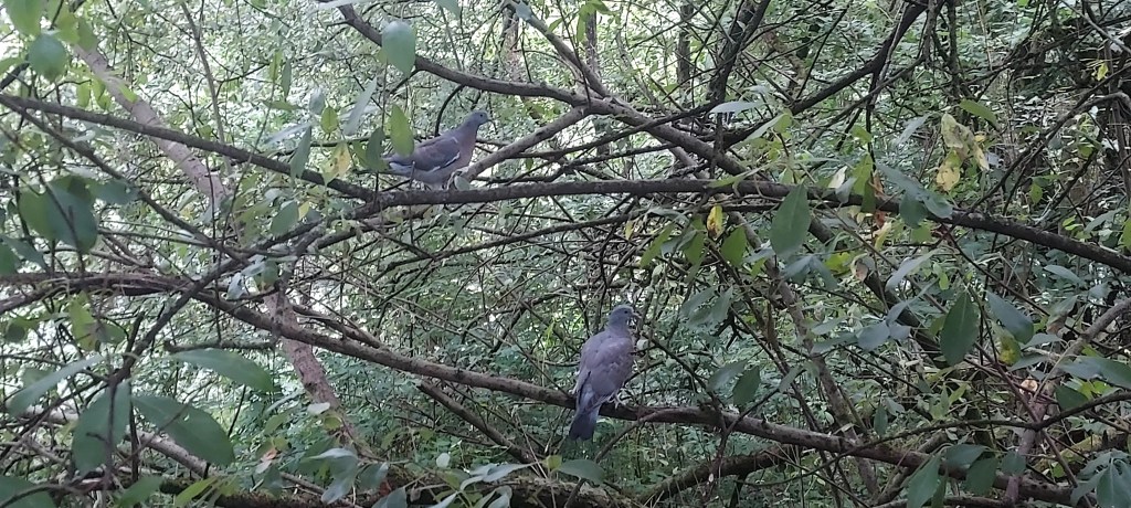 Two pigeons in the branches of a tree