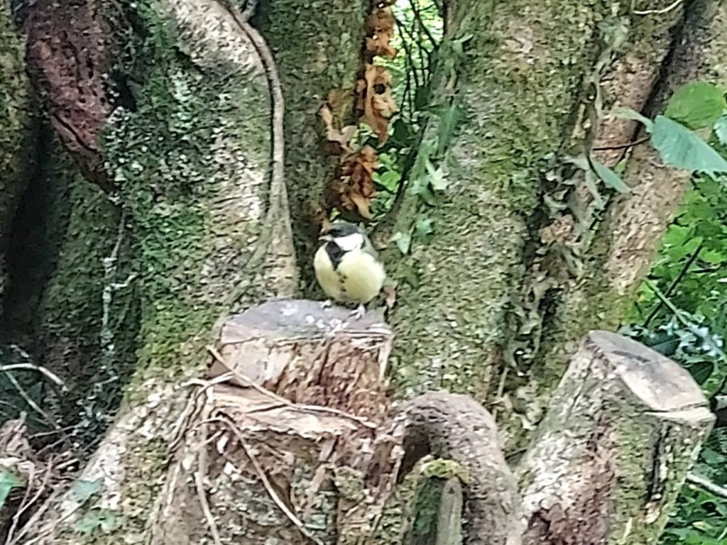 Great tit on a tree stump