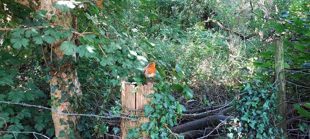 Robin on a fencepost amidst sunlit Ivy