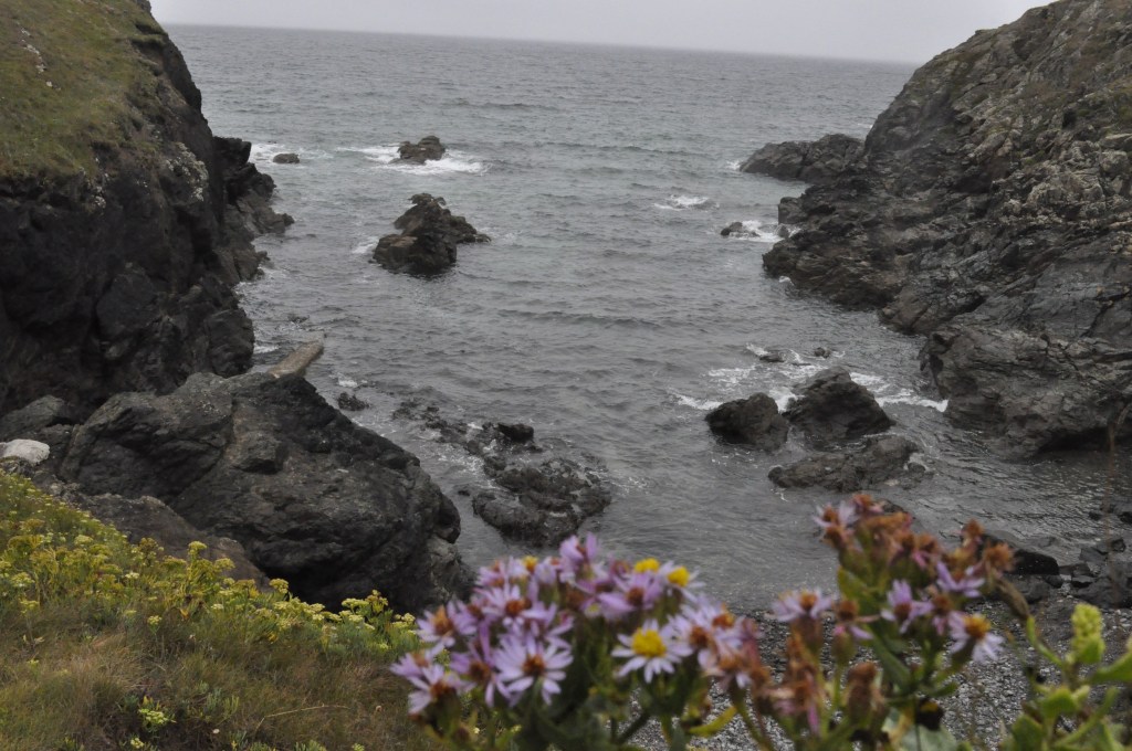 View of rugged cornish cove and wildflowers