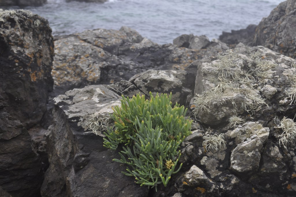 Cliffside plant growing in rocks with sea beyond