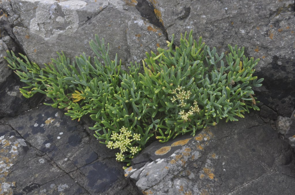 Flowering plant growing in rocky cliff
