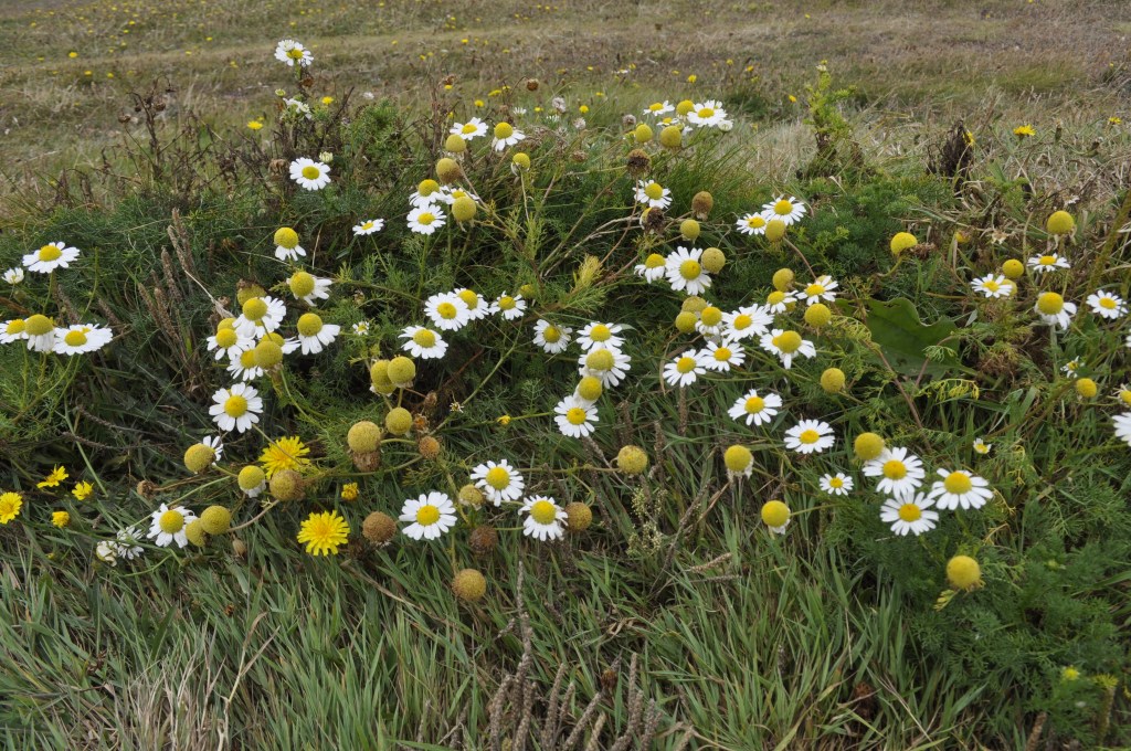 Wildflowers on the clifftop, The Lizard