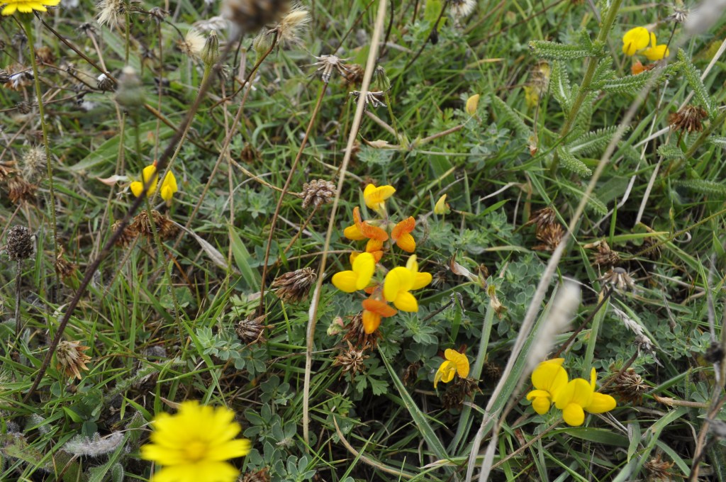 Wildflowers on the clifftop, The Lizard