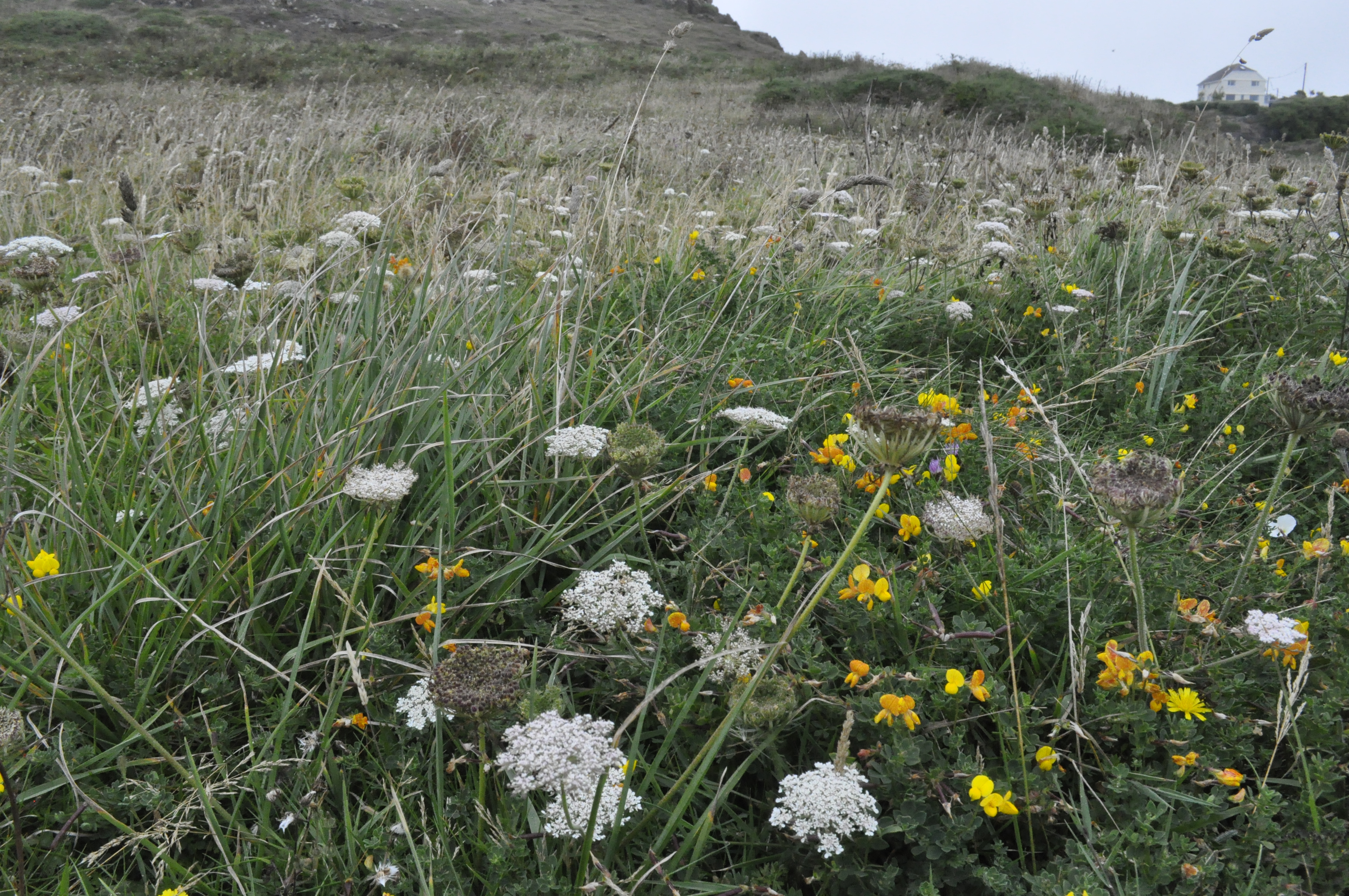 Wildflowers on cornish cliff top